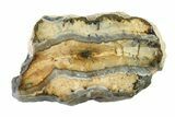 Mammoth Molar Slice With Case - South Carolina #335356-1